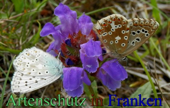 Copyright AiS- Albert Meier Bild zum Eintrag (1106063-160)