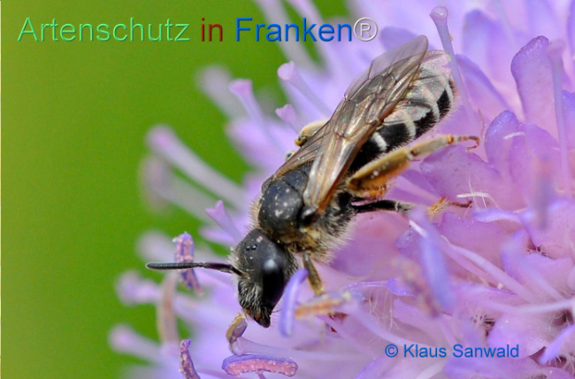 Bild zum Eintrag (1106085-160)