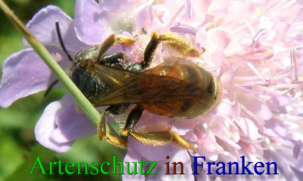 Copyright AiS- Albert Meier Bild zum Eintrag (1106089-160)