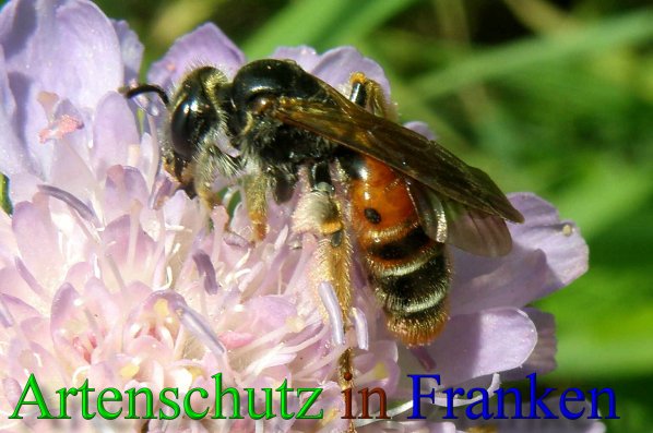 Bild zum Eintrag (1106090-160)