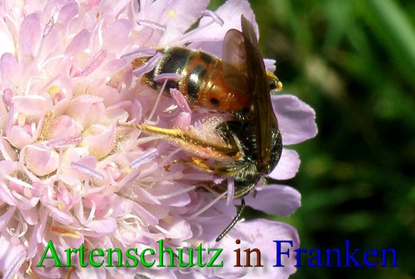 Bild zum Eintrag (1106091-160)