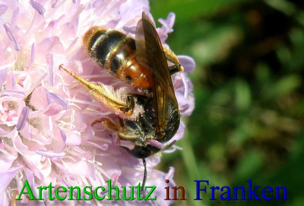 Bild zum Eintrag (1106092-160)