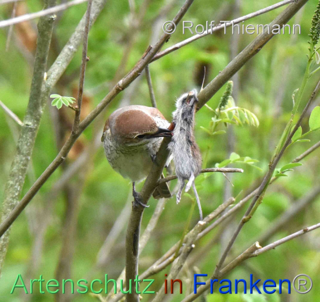 © Artenschutz in Franken® / Rolf Thiemann Bild zum Eintrag (1106173-160)