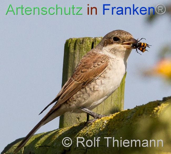 Bild zum Eintrag (1106178-160)