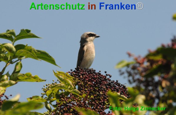 Bild zum Eintrag (1106179-160)