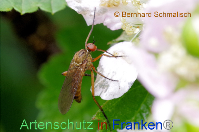© Artenschutz in Franken® / Bernhard Schmalisch Bild zum Eintrag (1106189-160)