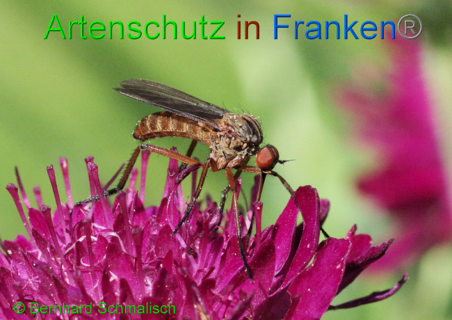 © Artenschutz in Franken® / Bernhard Schmalisch Bild zum Eintrag (1106191-160)