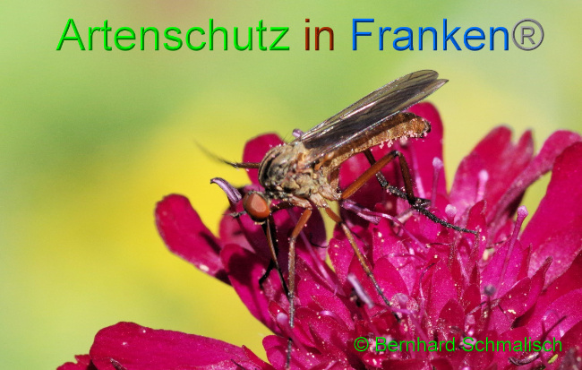 © Artenschutz in Franken® / Bernhard Schmalisch Bild zum Eintrag (1106192-160)