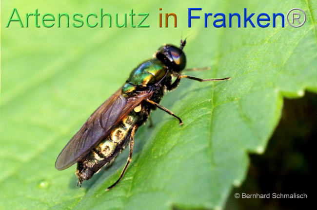© Artenschutz in Franken® / Bernhard Schmalisch Bild zum Eintrag (1106237-160)
