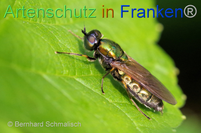 © Artenschutz in Franken® / Bernhard Schmalisch Bild zum Eintrag (1106239-160)