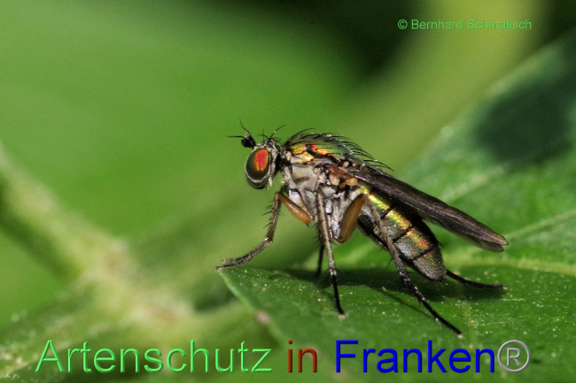 Bild zum Eintrag (1106288-160)