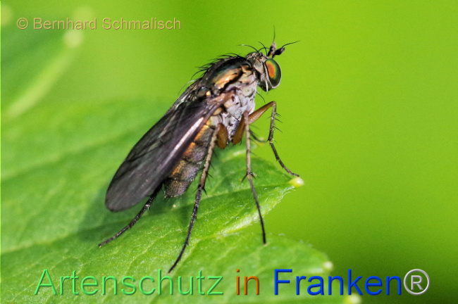 Bild zum Eintrag (1106290-160)