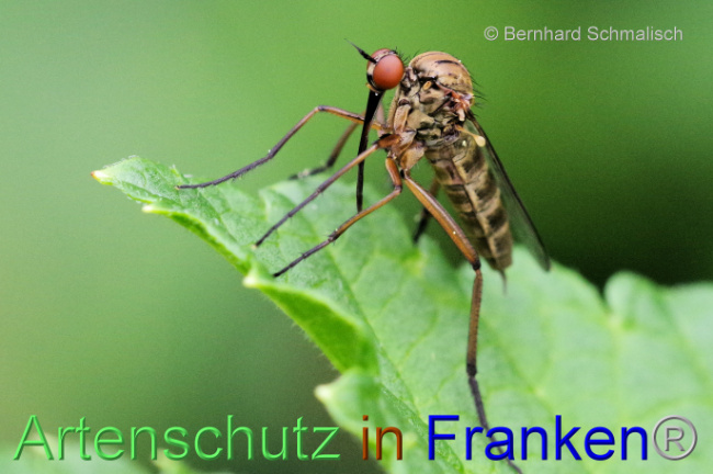 © Artenschutz in Franken® / Bernhard Schmalisch Bild zum Eintrag (1106331-160)