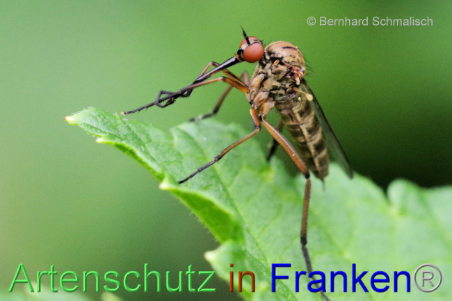 © Artenschutz in Franken® / Bernhard Schmalisch Bild zum Eintrag (1106332-160)