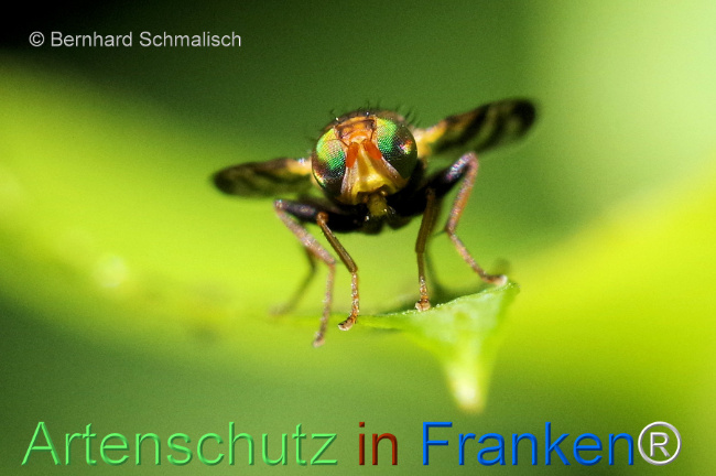 Bild zum Eintrag (1106385-160)