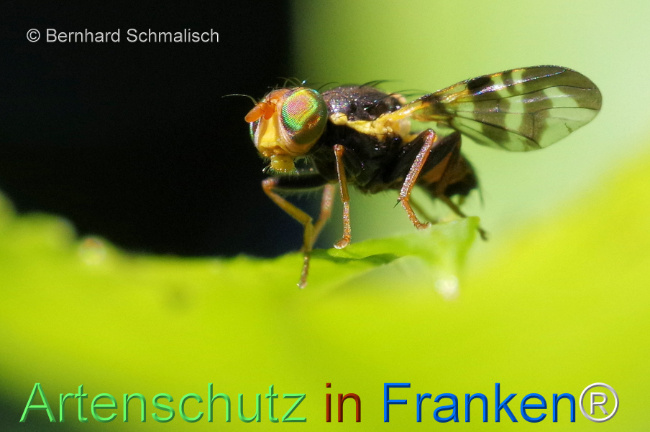 Bild zum Eintrag (1106386-160)