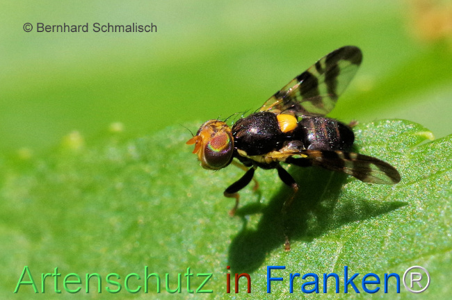 © Artenschutz in Franken® / Bernhard Schmalisch Bild zum Eintrag (1106394-160)