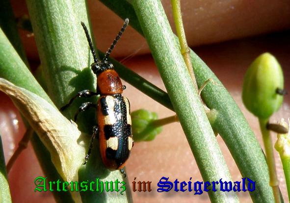 Copyright AiS- Albert Meier Bild zum Eintrag (1106397-160)