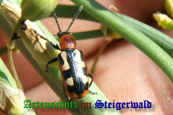 Copyright AiS- Albert Meier Bild zum Eintrag (1106398-160)
