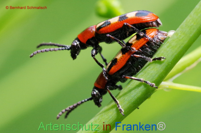 © Artenschutz in Franken® / Bernhard Schmalisch Bild zum Eintrag (1106406-160)