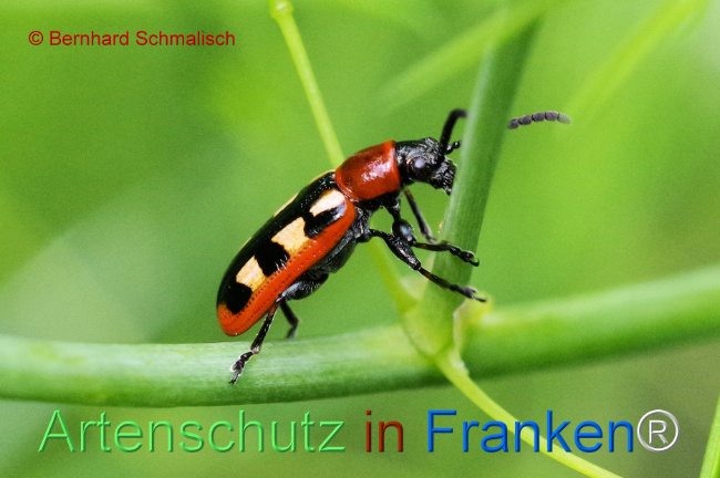 © Artenschutz in Franken® / Bernhard Schmalisch Bild zum Eintrag (1106408-160)