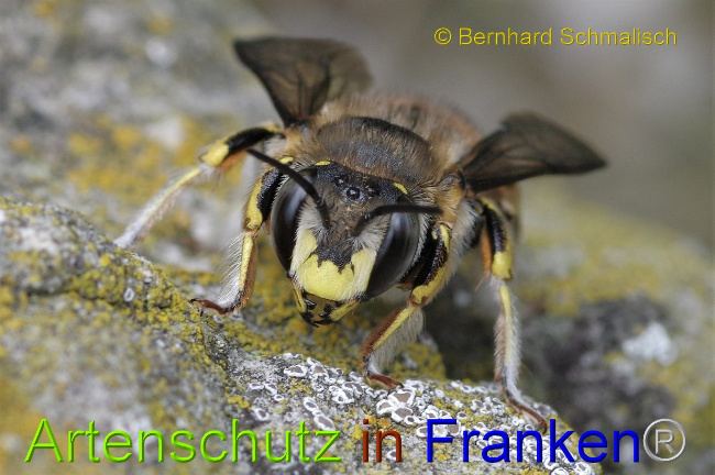 © Artenschutz in Franken® / Bernhard Schmalisch Bild zum Eintrag (1106430-160)