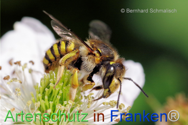 © Artenschutz in Franken® / Bernhard Schmalisch Bild zum Eintrag (1106432-160)