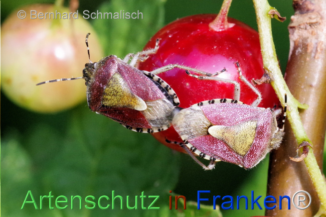 © Artenschutz in Franken® / Bernhard Schmalisch Bild zum Eintrag (1106439-160)