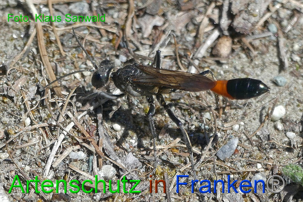 Copyright AiF - Klaus Sanwald Bild zum Eintrag (1106447-160)