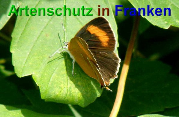 © Artenschutz in Franken® / Albert Meier Bild zum Eintrag (1106492-160)
