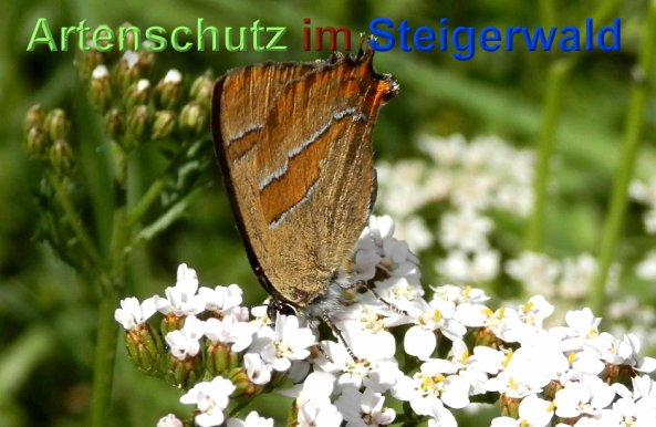 Copyright AiS- Albert Meier Bild zum Eintrag (1106493-160)