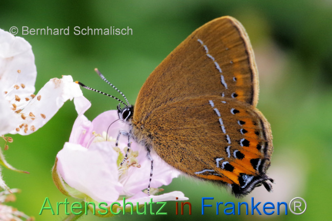 © Artenschutz in Franken® / Bernhard Schmalisch Bild zum Eintrag (1106497-160)