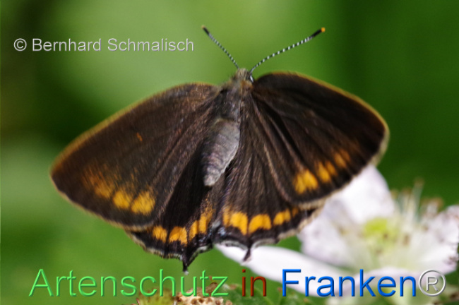 © Artenschutz in Franken® / Bernhard Schmalisch Bild zum Eintrag (1106498-160)