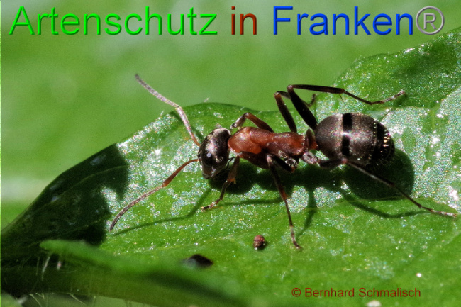 © Artenschutz in Franken® / Bernhard Schmalisch Bild zum Eintrag (1106506-160)