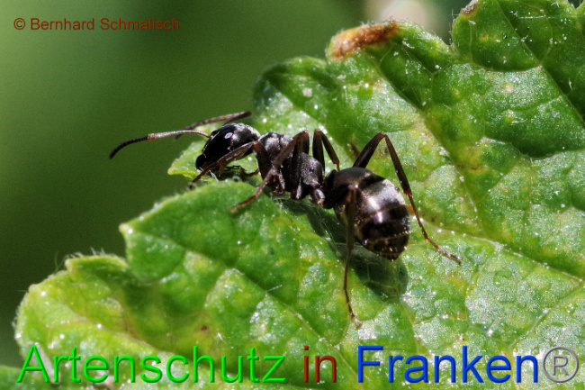 © Artenschutz in Franken® / Bernhard Schmalisch Bild zum Eintrag (1106507-160)