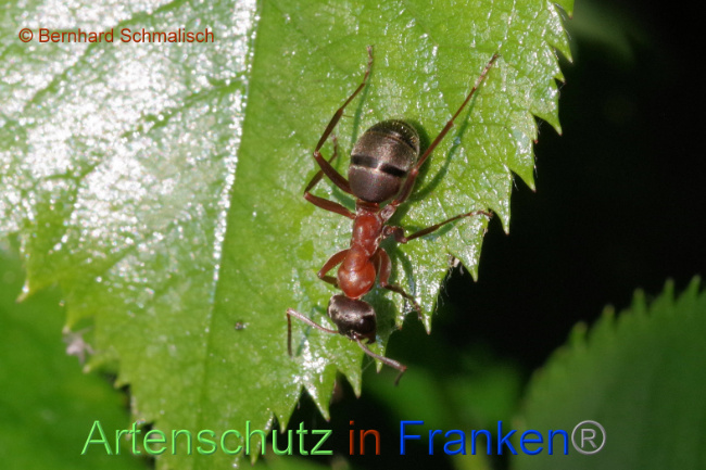 © Artenschutz in Franken® / Bernhard Schmalisch Bild zum Eintrag (1106513-160)
