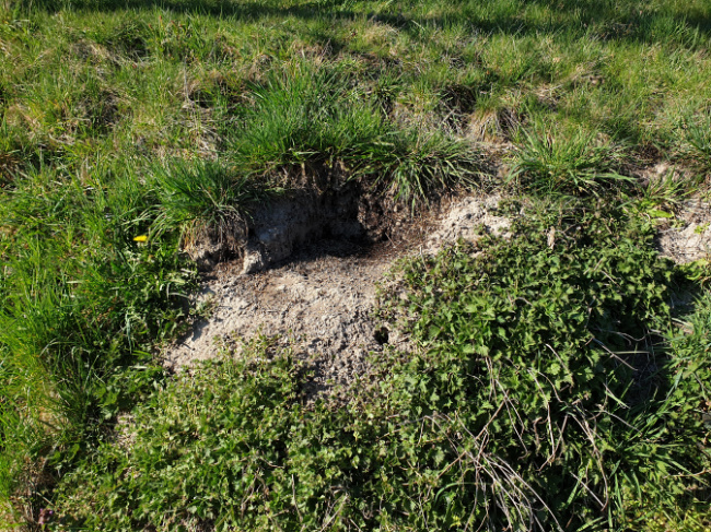 © Artenschutz in Franken® Bild zum Eintrag (1106521-160)