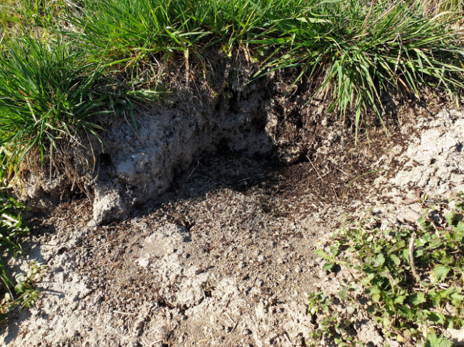 © Artenschutz in Franken® Bild zum Eintrag (1106523-160)