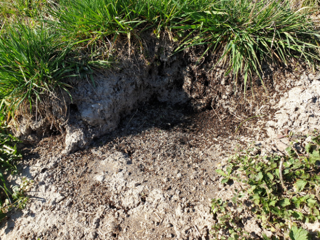 © Artenschutz in Franken® Bild zum Eintrag (1106524-160)