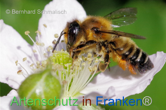 © Artenschutz in Franken® / Bernhard Schmalisch Bild zum Eintrag (1106535-160)