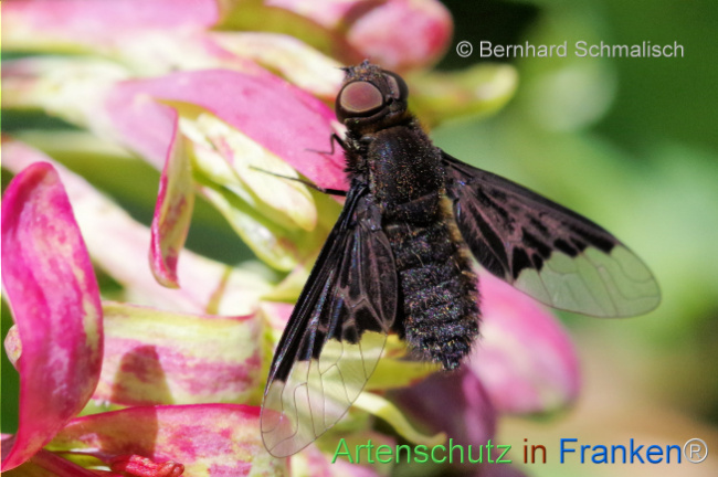 © Artenschutz in Franken® / Bernhard Schmalisch Bild zum Eintrag (1106557-160)