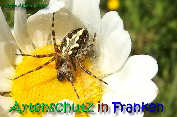 Copyright AiS Albert Meier Bild zum Eintrag (1106611-160)