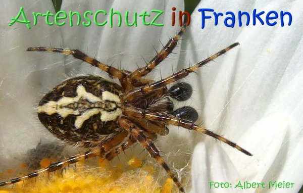 Copyright AiS Albert Meier Bild zum Eintrag (1106612-160)