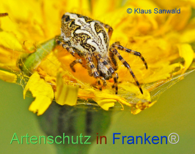 © Artenschutz in Franken® / Klaus Sanwald Bild zum Eintrag (1106616-160)