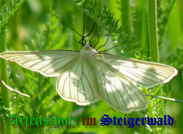 Copyright AiS- Albert Meier Bild zum Eintrag (1106622-160)