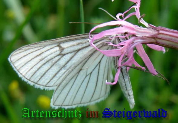 Copyright AiS- Albert Meier Bild zum Eintrag (1106623-160)