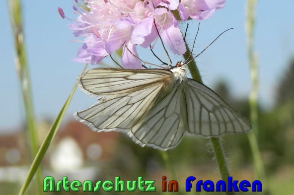 Copyright AiS Albert Meier Bild zum Eintrag (1106624-160)