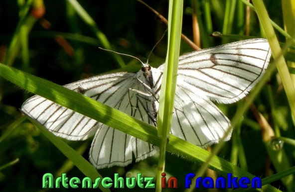 Copyright AiS Albert Meier Bild zum Eintrag (1106625-160)