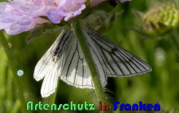 Copyright AiS Albert Meier Bild zum Eintrag (1106626-160)