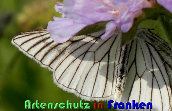 Copyright AiS Albert Meier Bild zum Eintrag (1106627-160)